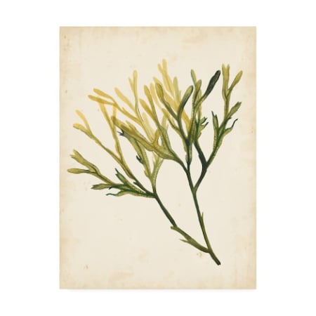 Grace Popp 'Watercolor Sea Grass V' Canvas Art,24x32